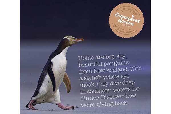 De Nieuw-Zeelandse geeloogpinguïn